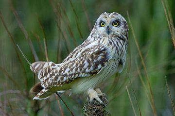 Short-eared owl with light colours. by Hans Hut