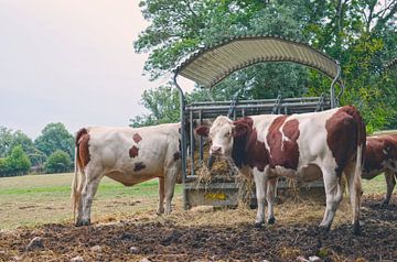 Koeien grazen op de boerderij van Carolina Reina