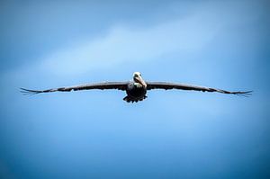 Brown pelican