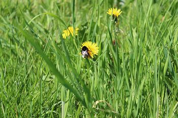 Abeille avec pissenlit
