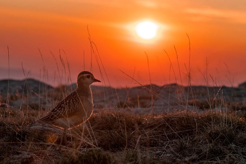 Eurasian Dotterel (Charadrius morinellus) by AGAMI Photo Agency