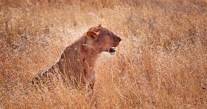 Löwin im hohen Gras von Paul Jespers
