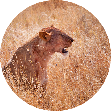 leeuwin in het hoge gras van Paul Jespers