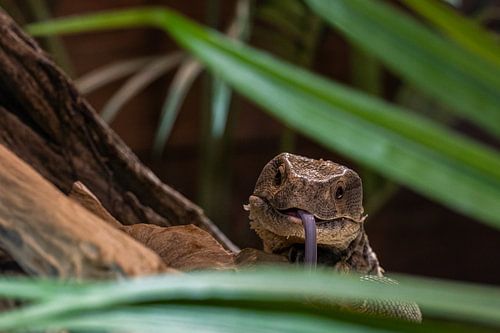 Iguanes à la recherche de nourriture