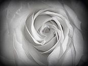 Heart of a White Rose von Nicky`s Prints Miniaturansicht