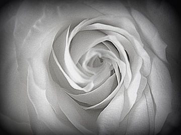 Heart of a White Rose van Nicky`s Prints