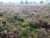 Heide