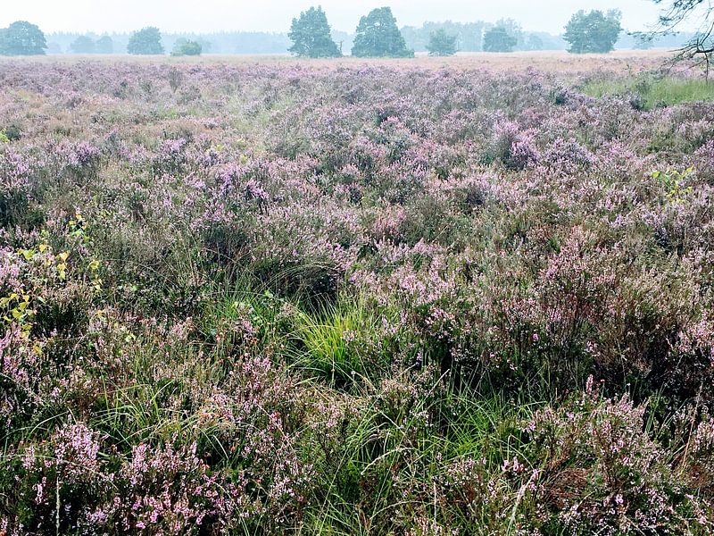 Heide by Remy de Wild