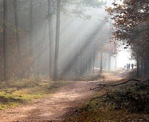 De mistige veluwe van Koen Sachse