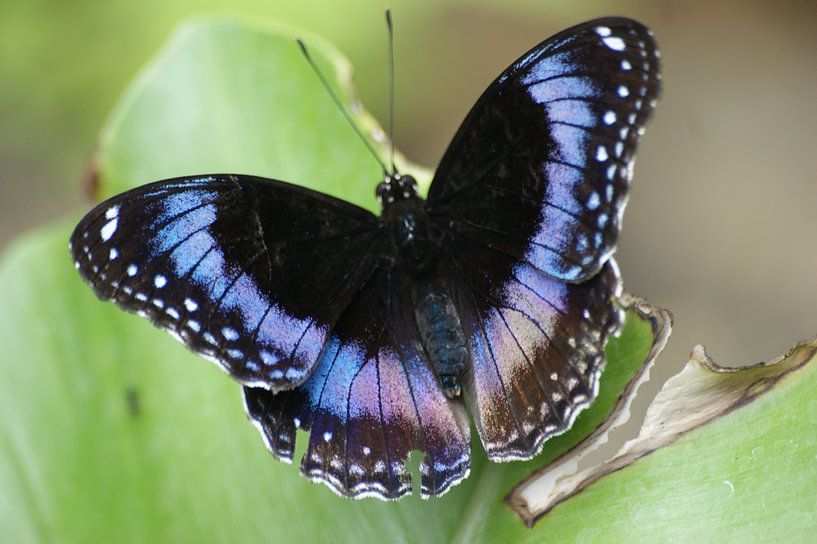 Vlinder op blad van Sander van Klaveren