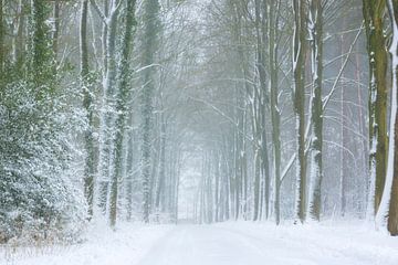 Bos in de sneeuw op een mistige morgen van Francis Dost