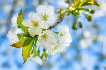 Cherry blossom van John Goossens Photography
