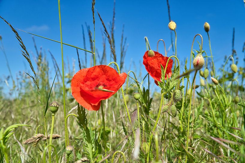 Poppy with red petals by Martin Köbsch
