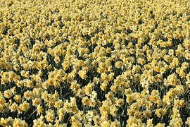 Bunt sind schon die Felder 2 sur Ulrich Fuchs