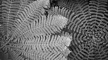 Ferns in black and white.