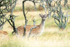 Fallow deer in the Amsterdam Water Supply Dunes by Bianca Onderweg