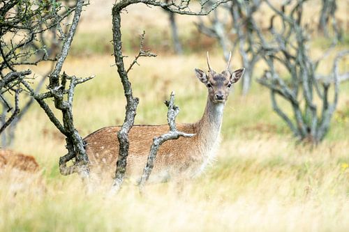 Damhirsch in den Dünen der Amsterdamer Wasserversorgung