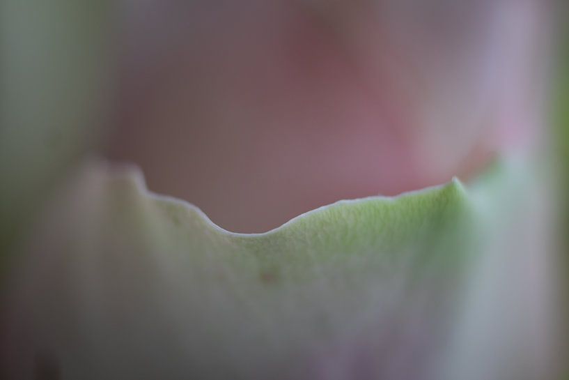 Smooth by Mario Creanza