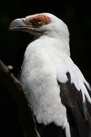 Palmgier