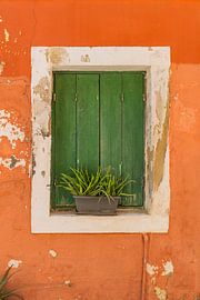 Pflanzkübel im Fensterrahmen mit zwei grünen Fensterläden an einer toskanisch-orangefarbenen Wand