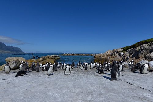 Pinguïns in Zuid Afrika.