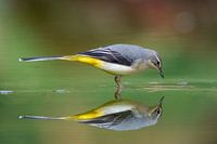 Greater Yellow Wagtail