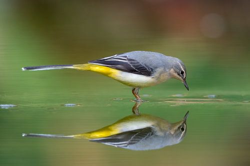 Grote gele kwikstaart