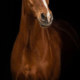 Fine art portret paard van Special Moments MvL
