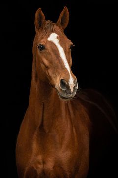 Portrait d'art du cheval