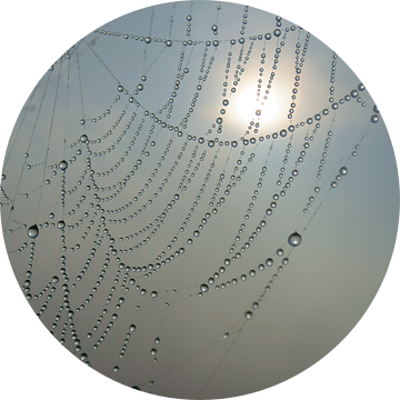 Dauwdruppels in een spinnenweb van Michel van Kooten