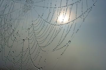 Dauwdruppels in een spinnenweb