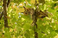 Eye to eye with a long-eared owl (Asio otus) by Moetwil en van Dijk - Fotografie thumbnail