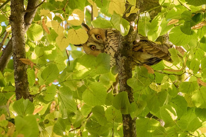 Eye to eye with a long-eared owl (Asio otus) by Moetwil en van Dijk - Fotografie