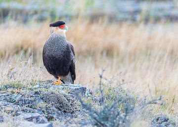 Kuifcaracara zittend van Lennart Verheuvel