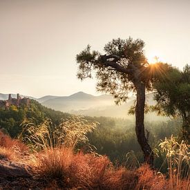 Pfälzer Wald von Voss Fine Art Fotografie