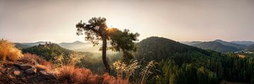 Paltserwoud van Voss fotografie