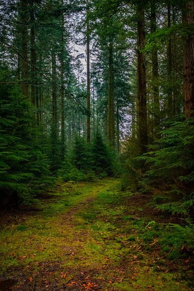 Speulderbos 2 van Bas Schneider