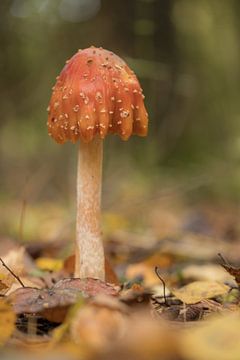 Mushroom in the forest by Moetwil en van Dijk - Fotografie