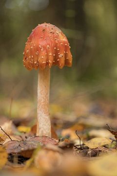 Paddenstoel in het bos