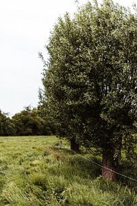 Sommeransicht auf der Wiese von Holly Klein Oonk