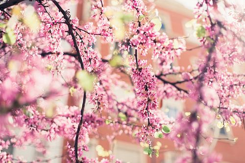 Blossoms in bloom