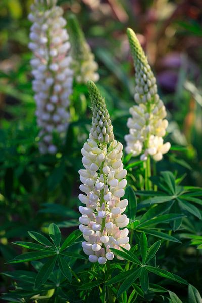 Lupines by Thomas Jäger