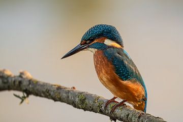 Eisvogel auf Ast von Gianni Argese