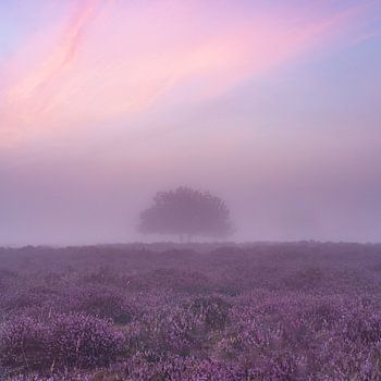 Alone in the heather