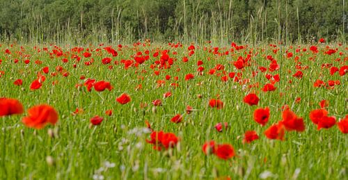 coquelicots