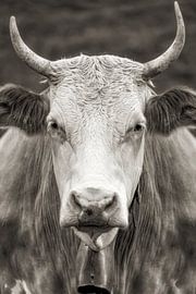 Cow by Thomas Herzog