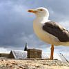 Mouette au repos sur Otto Kooijman