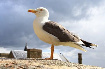 Resting seagull by Otto Kooijman