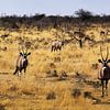 Orix in Etosha van Henk Langerak