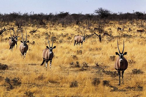 Orix in Etosha